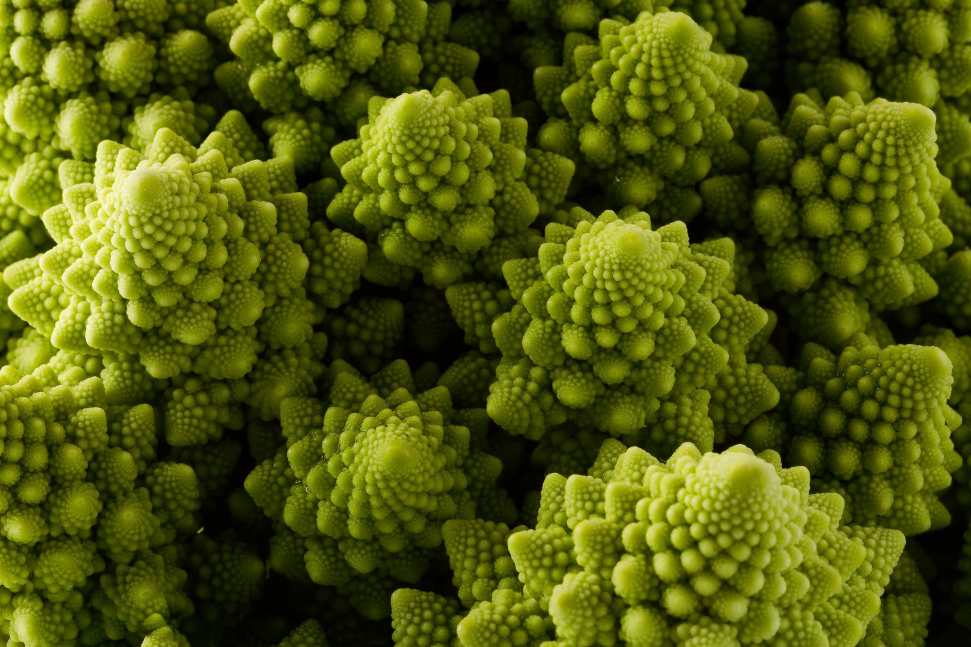 フィボナッチ数列のパターンを持つロマネスコ