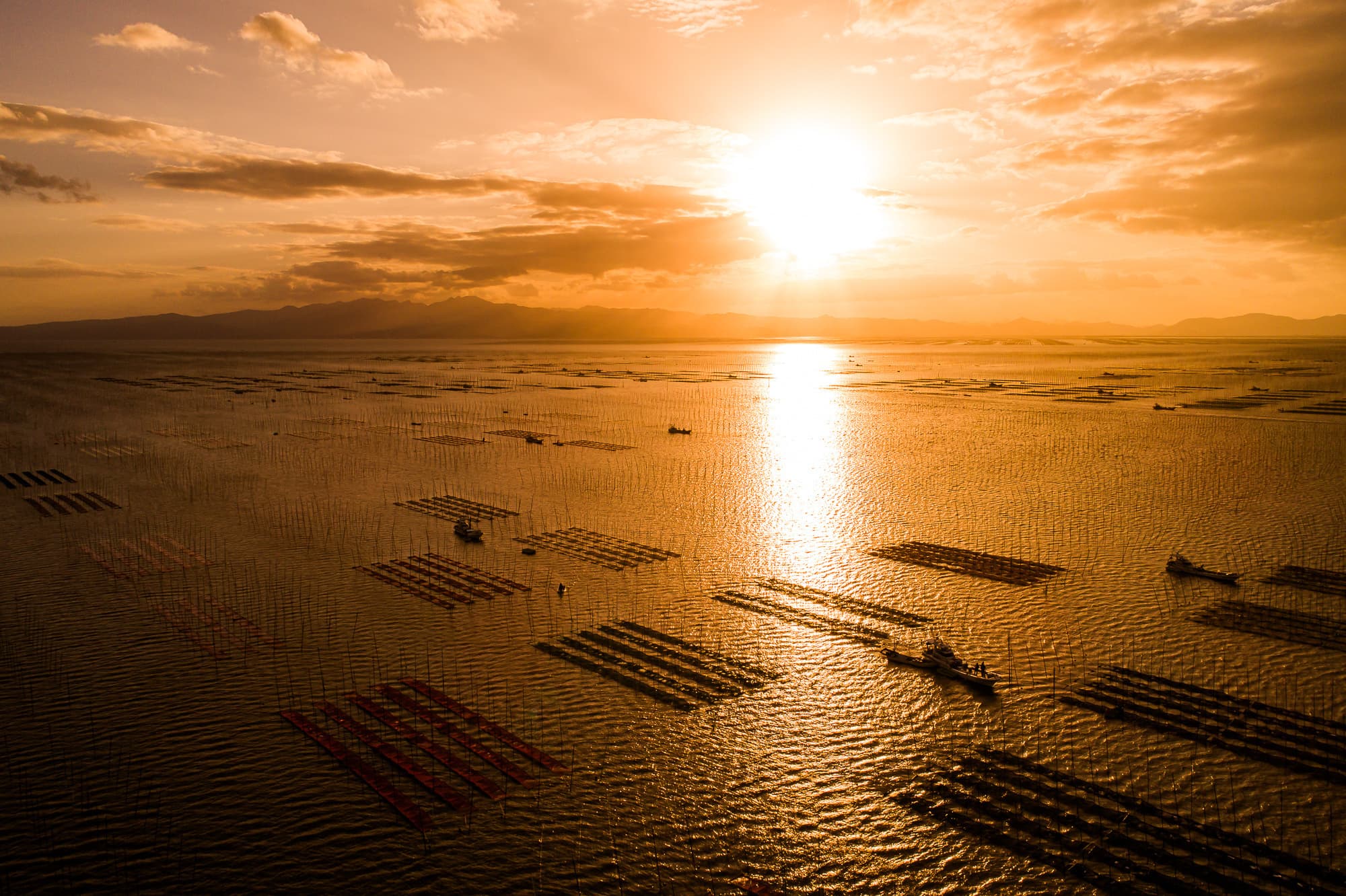 夕陽に照らされる有明海と海苔ひび